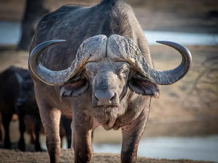 Sabi Sand South African Safari Buffalo