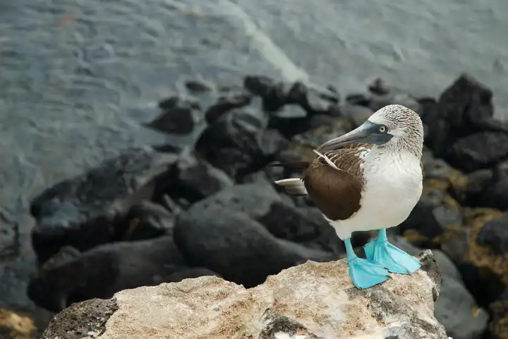 Galapagos Island Hopping HERO