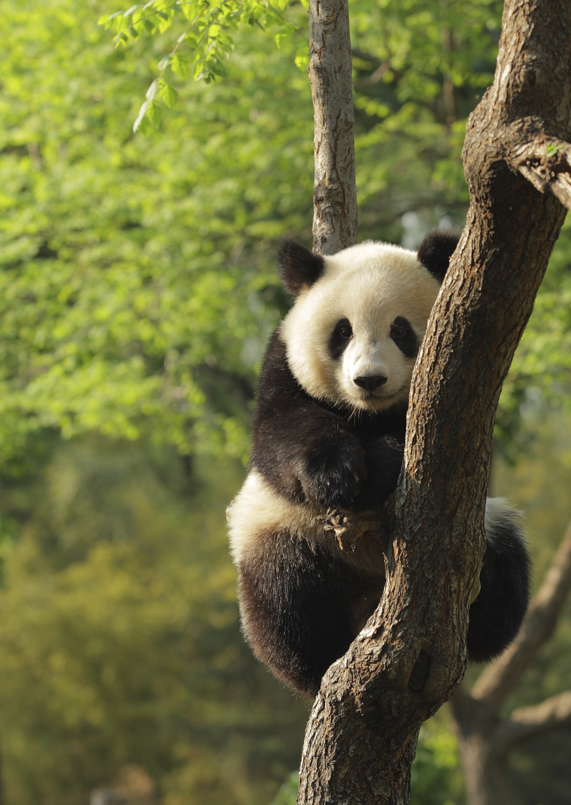 China_Giant_Panda