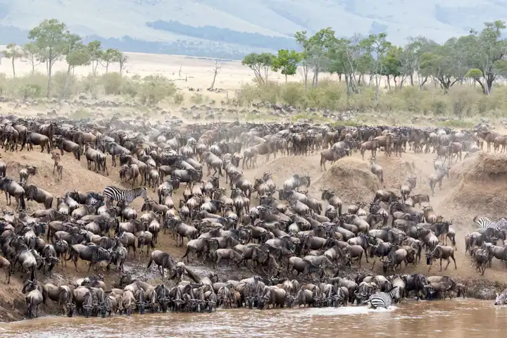 Great Migration In Kenya