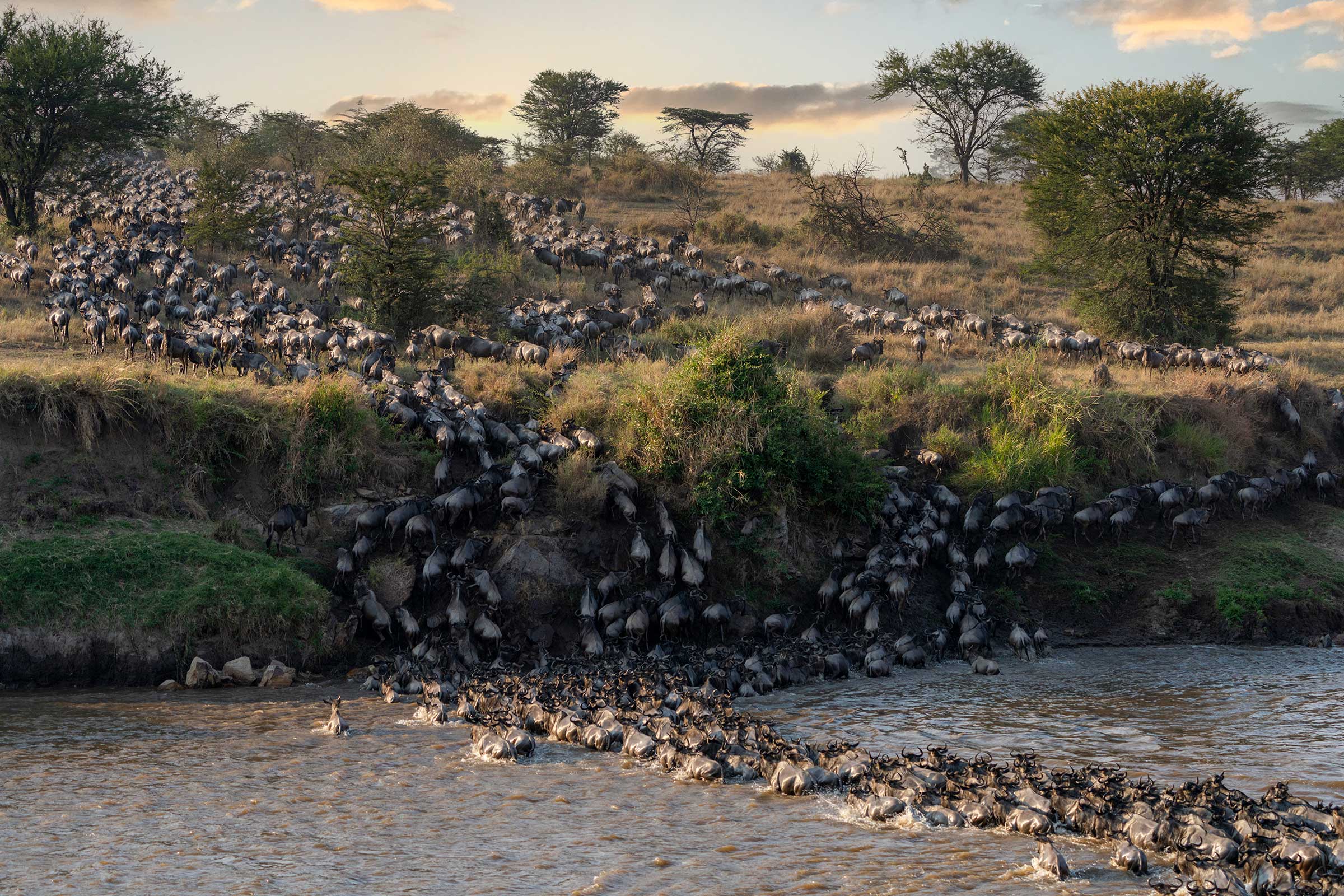 Mara River crossing great migration tanzania safari