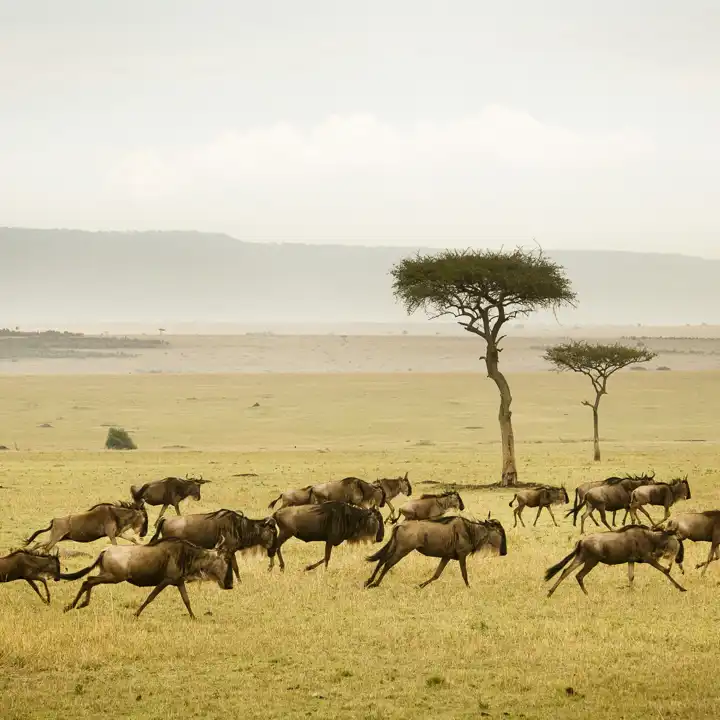 The Great Migration Safari HERO Sayaricamp