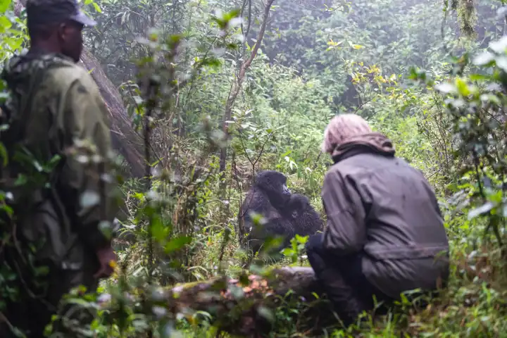 Rwandas Mountain Gorillas In The Mist HERO Wilderness Sabyinyo