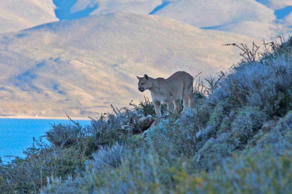 puma tracking Patagonia safari Chile