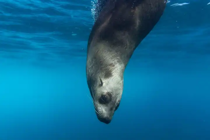 Galapagos By Land And Sea FEATURE Montemar