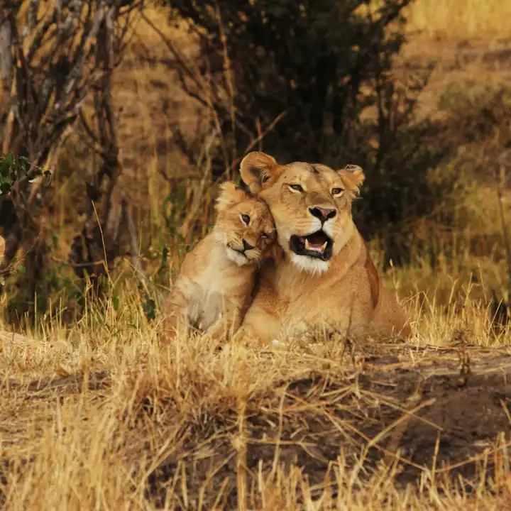 Lion_Family