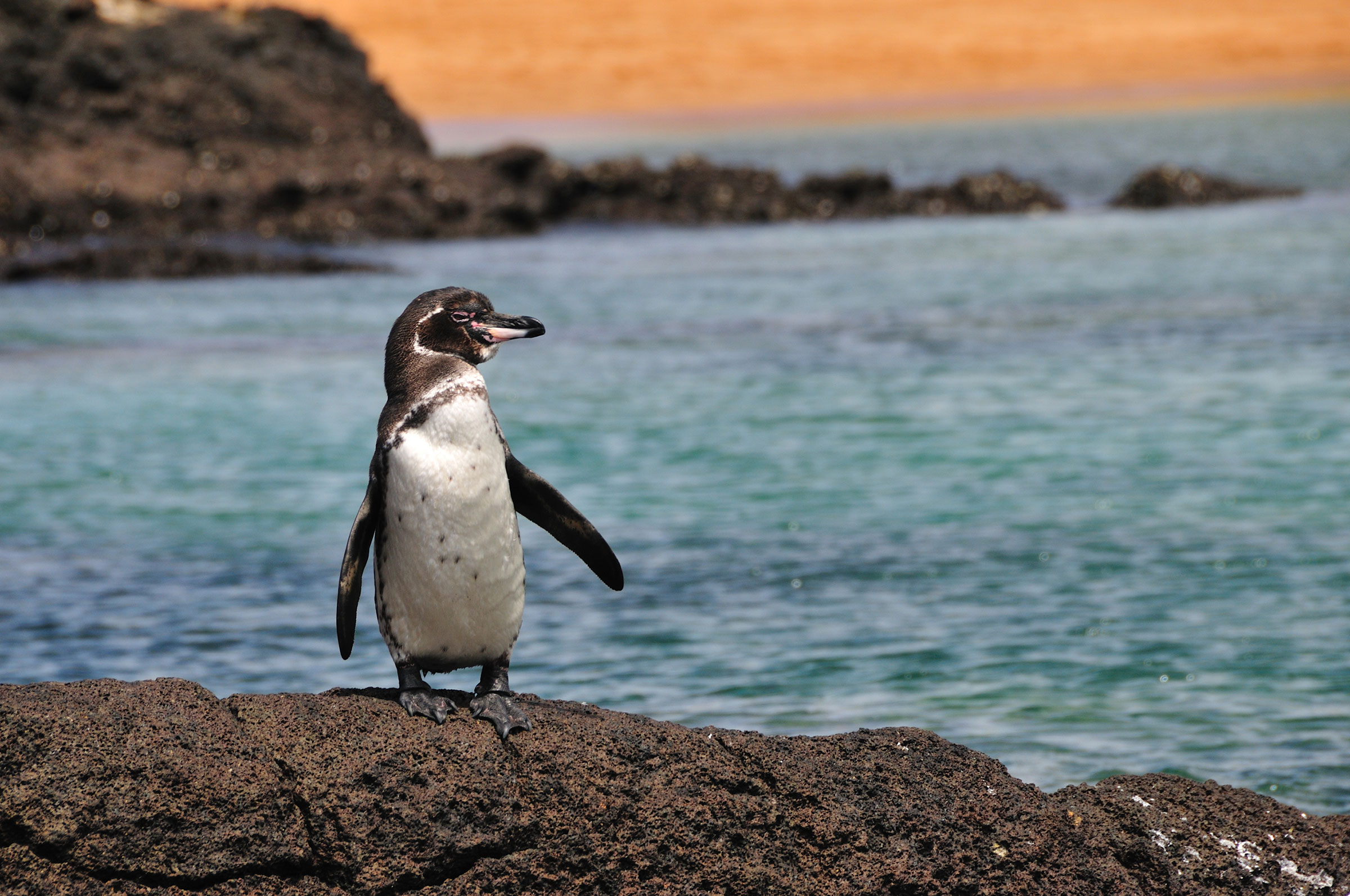 Galapagos Penguin Travel Guide