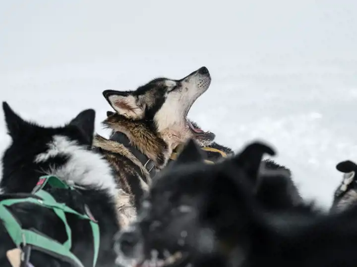 Animals Of The Arctic4 Fredrik Solli Wandem Unsplash