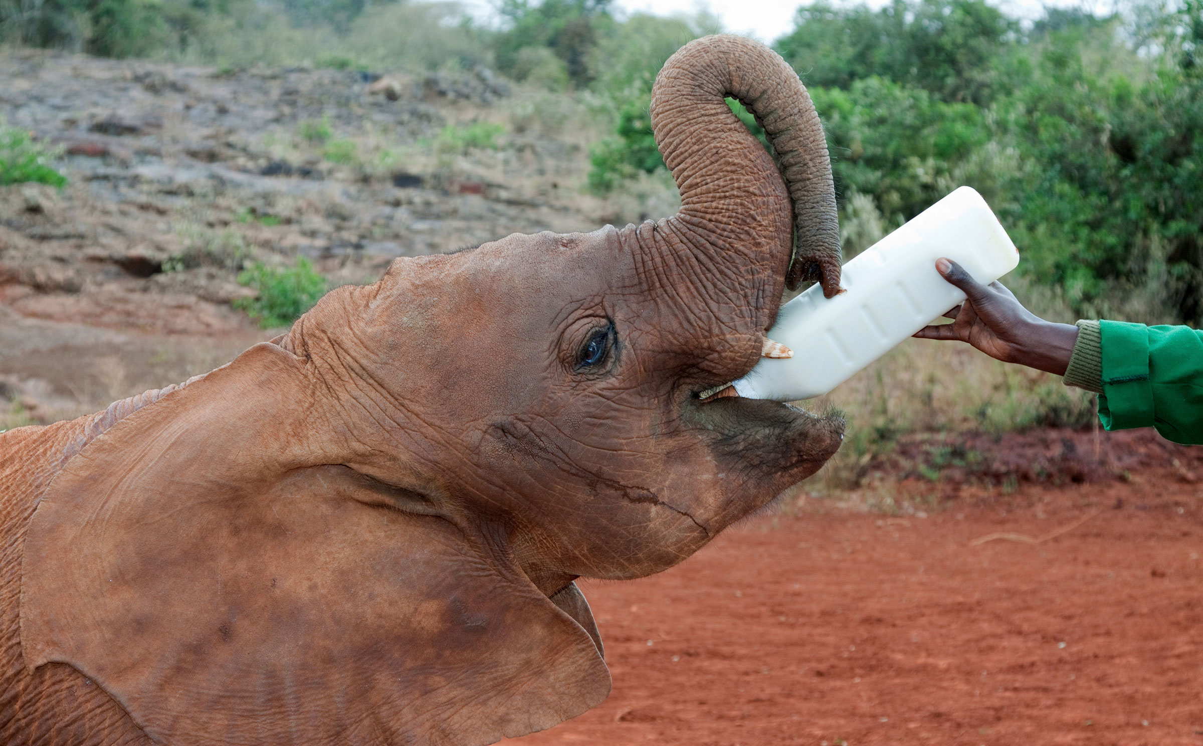 Sheldrick Wildlife Trust - Kenya Family Safari - Nairobi Nursery