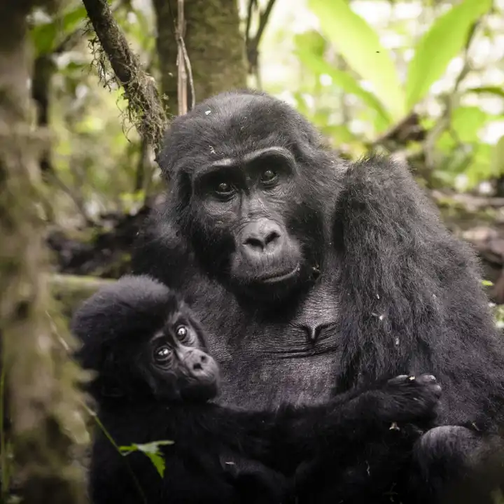 Uganda Gorilla Safari HERO Sanctuary Gorilla Forest Camp