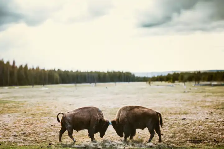 American Safari Yellowstone Luxury Adventure HERO