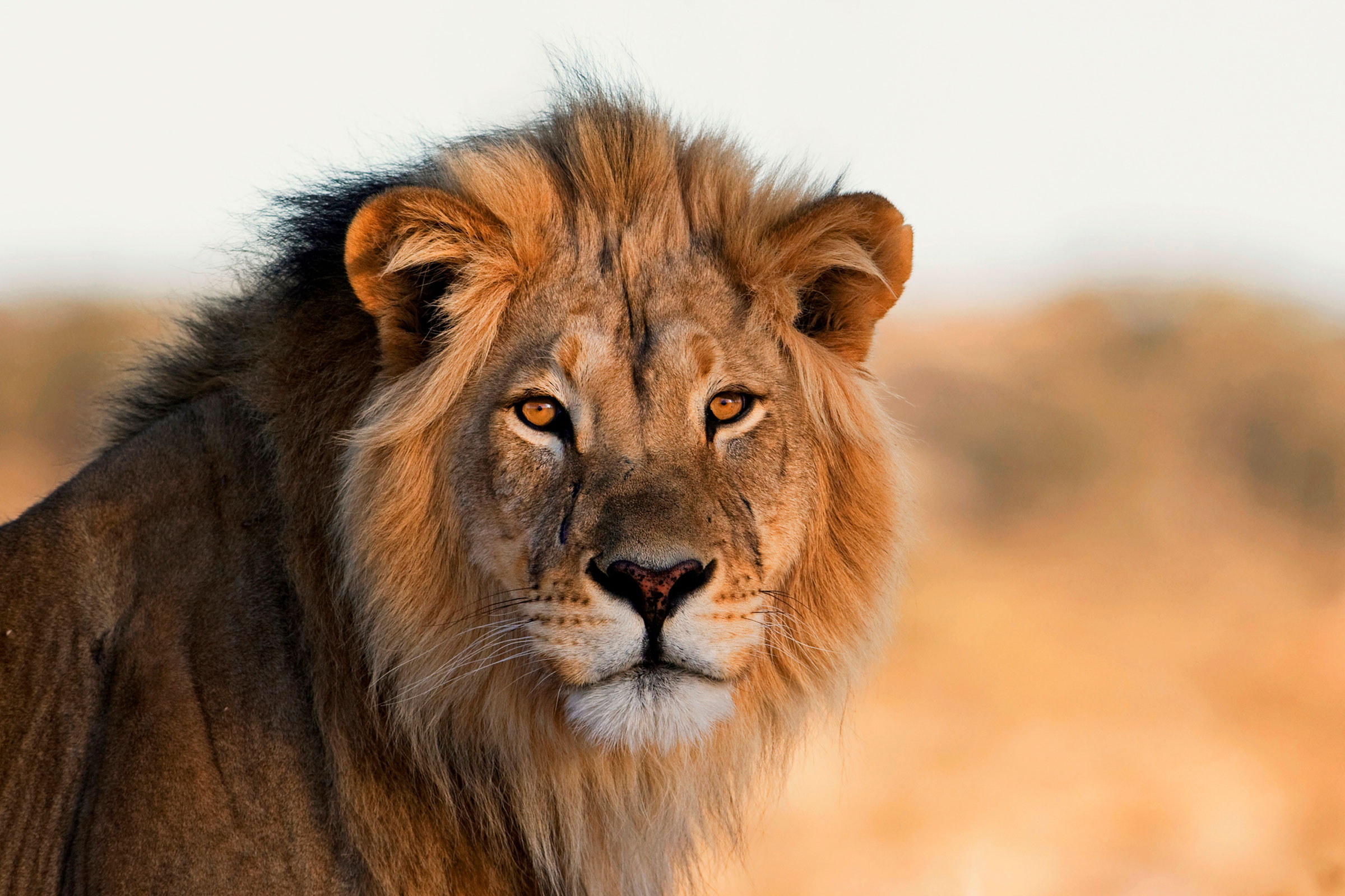 Lion on safaris - Botswana luxury safaris - Ker & Downey