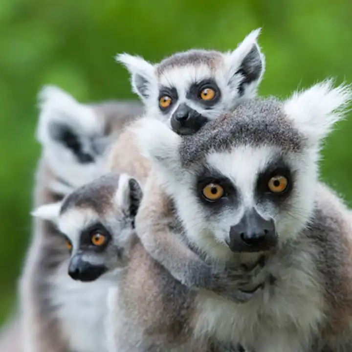 African Safari In November Luxury Madagascar Safari Ker Downey