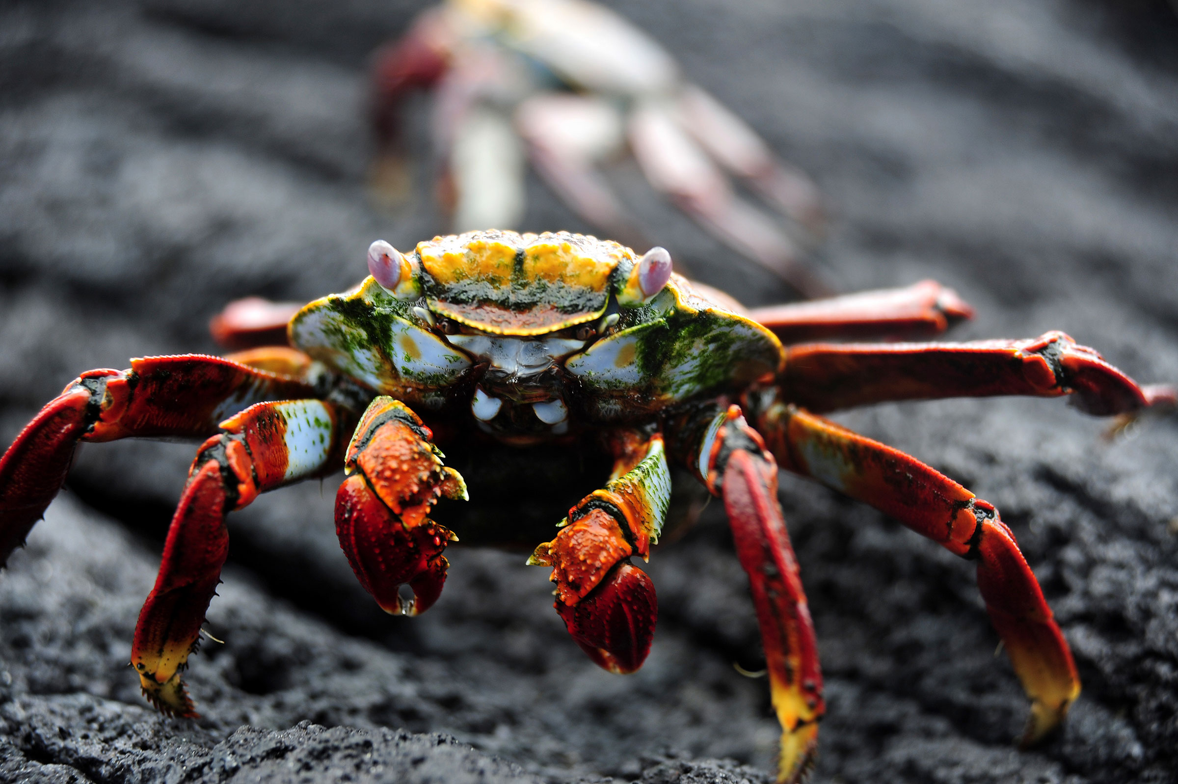 Galapagos Islands Sally Lightfoot Crab