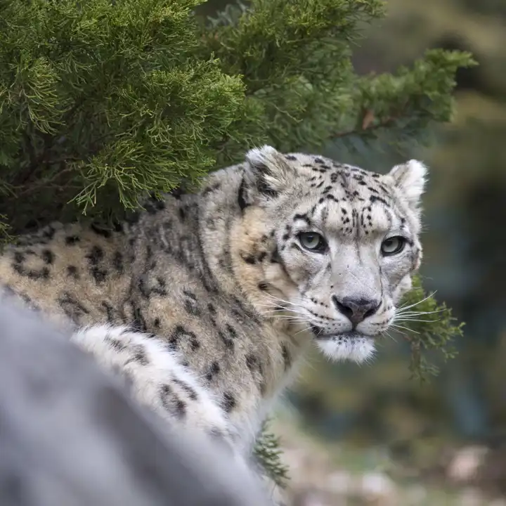 World's Most Elusive Wildlife - 5 Lesser Known Animals | Ker & Downey