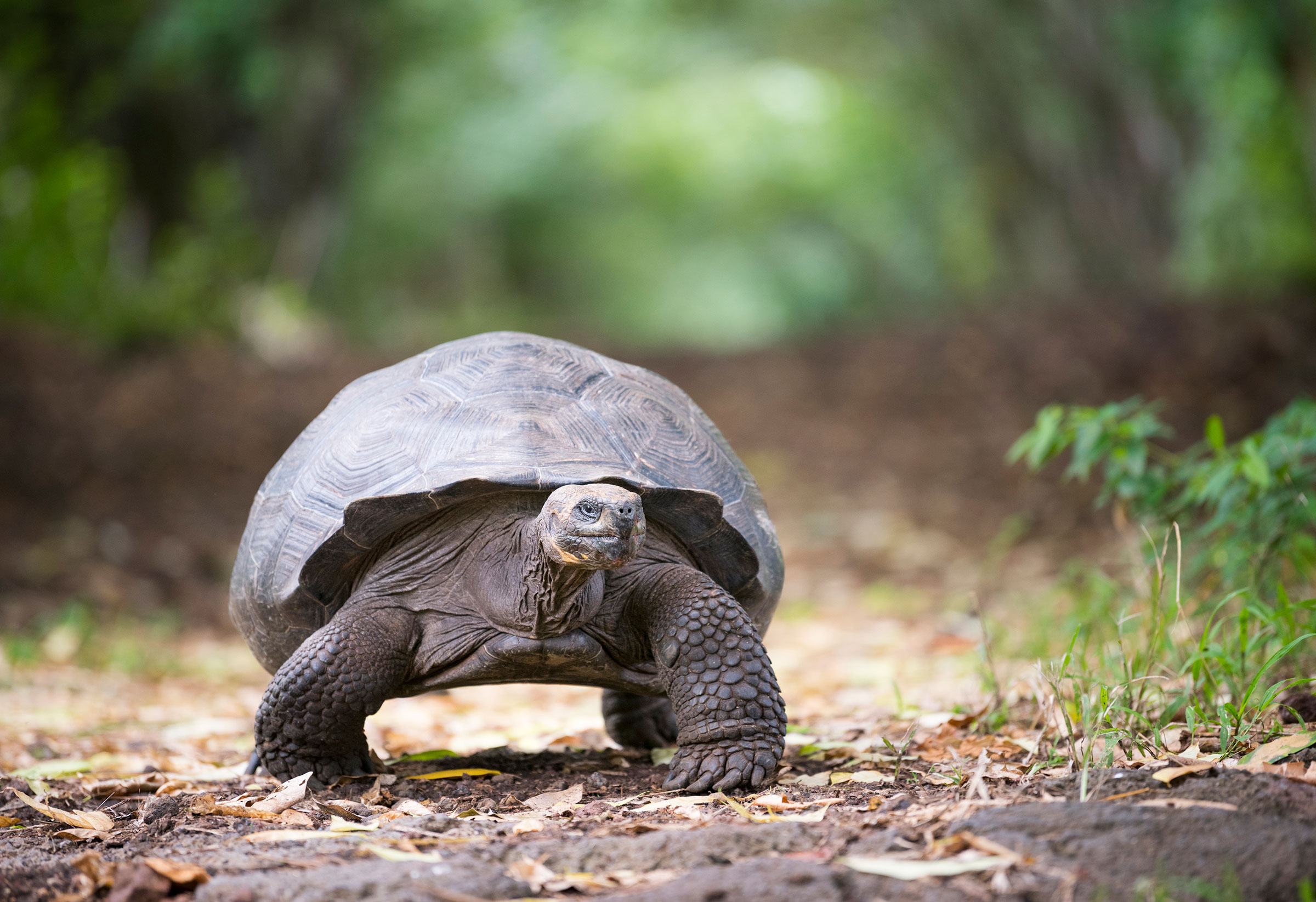 Santa Cruz Island Galapagos Tortoise