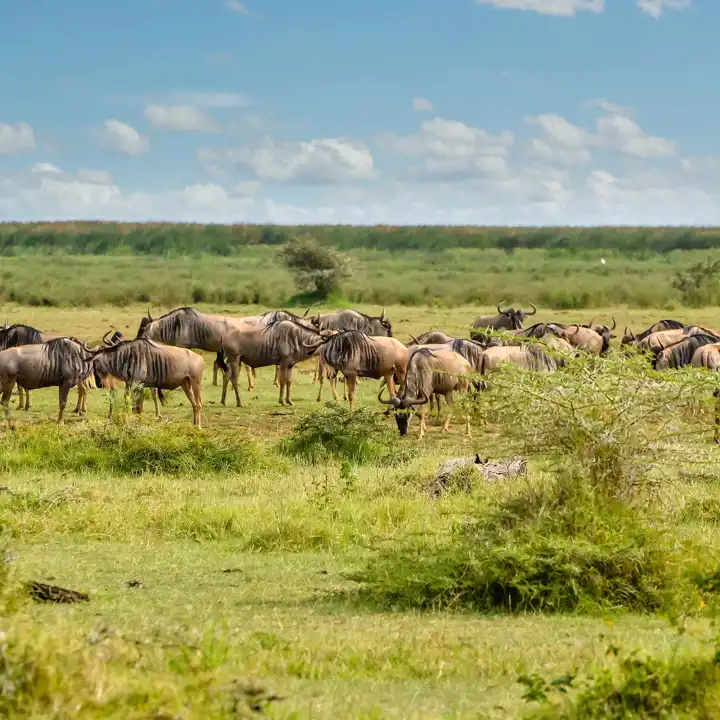 African Safari In November Tanzania
