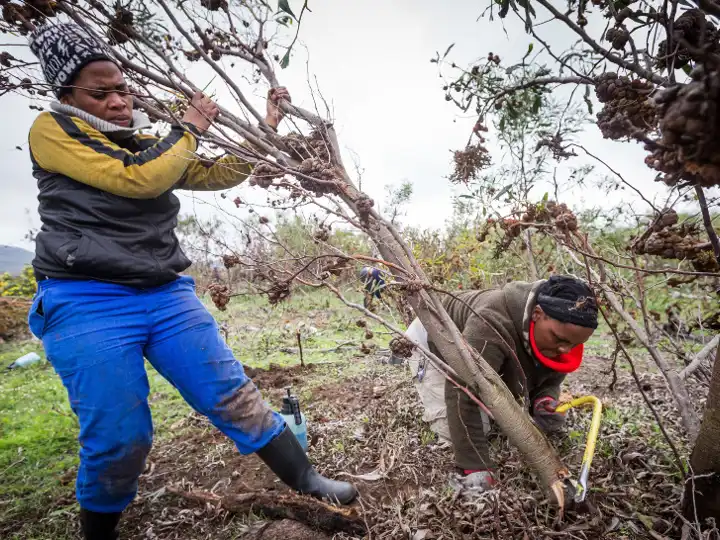 Green Futures Grootbos Foundation