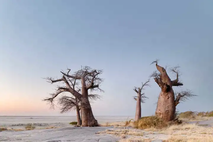 Baobab Trees Kubu Island Makgadikgadi Pans Botswana