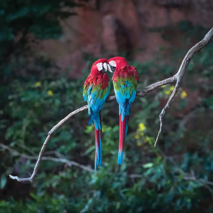How To Photography Animals Brazil Mark Edward Harris